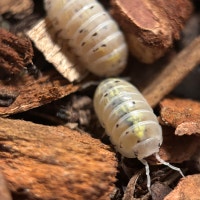Armadillidium Vulgare “Magic Potion” Isopods Victoria British Columbia Preview