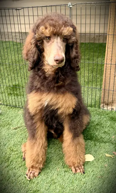 GUARDIAN HOME - CKC REGISTERED PUPPY, View more