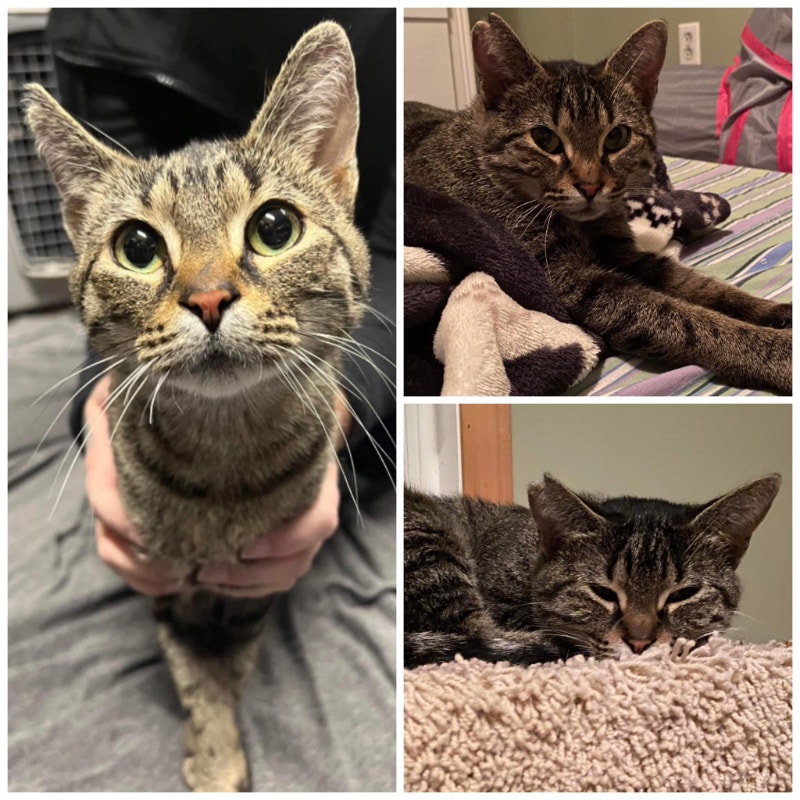 Tails of Freedom Rescue NADIA PRETTY PURRS AND SWEET NATURED Cats & Kittens for Rehoming