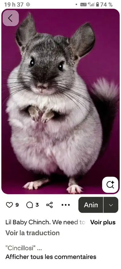 Bonjour Recherche un chinchilla en bonne santé.