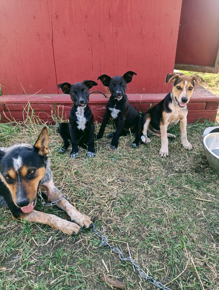 LAST PUPS ! Blue Heeler Lab Bull Cross Puppies READY TO GO Dogs