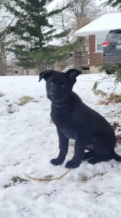 German Shepherd Puppy - CKC registered, View more