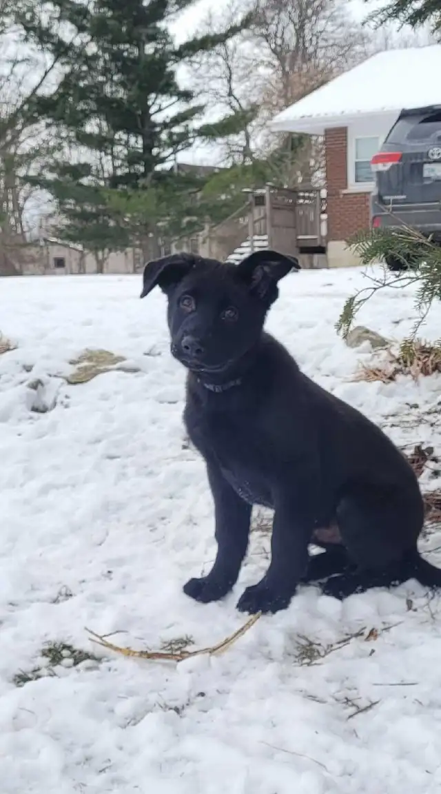 German Shepherd Puppy - CKC registered in Dogs & Puppies for Rehoming in Hamilton - Image 2