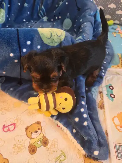 CKC Registered Yorkshire terrier puppies, View more