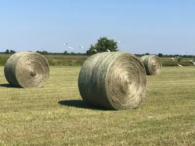 4x5 round bales Timothy bales 1000 lb bales Baled at 22%, wrapped in a tube Can deliver $65 a bale