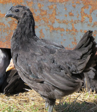 H'mong pullets (sexed hens)