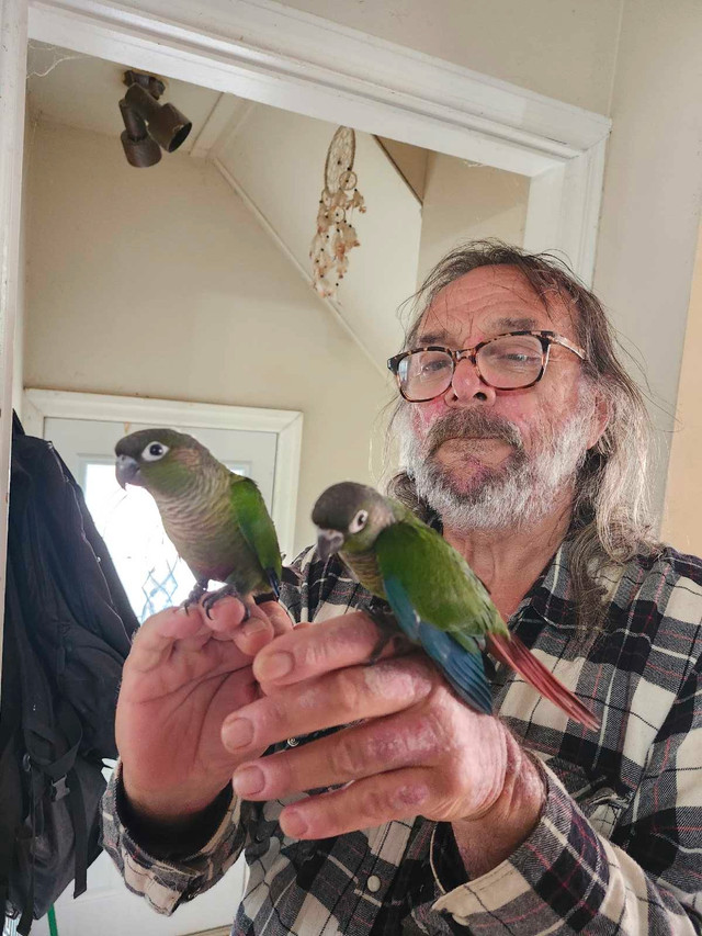 2 baby girl conures  in Birds for Rehoming in Cambridge - Image 3