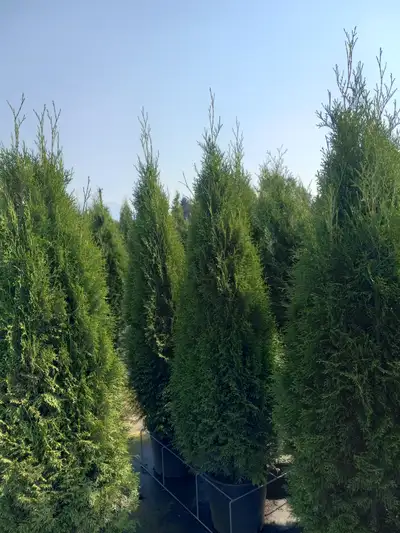 Emerald Cedar Trees (Potted) 6 - 7+ feet for $25.00, View more