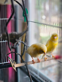 CANARIES.   Breeding pair as well as thier 2 young and cage