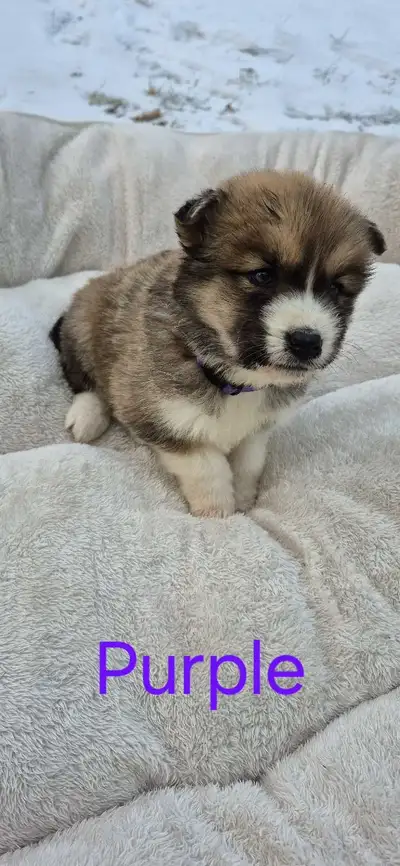 Puppies for sale, View more