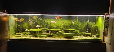 aquarium , View more