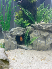 Cichlids for sale babies