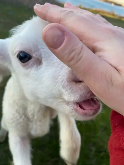 looking for a lamb, View more