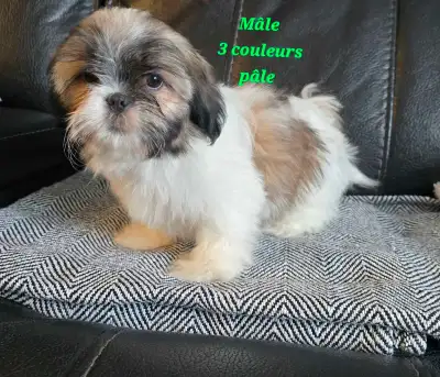 Il me reste 2 Mignons petits chiots Shih-Tzu pur impérial Maman 9 livres et Papa 4.5 livres Poils so...