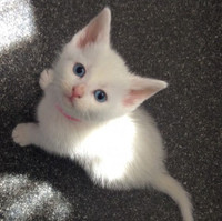 Wanted: white female kitten