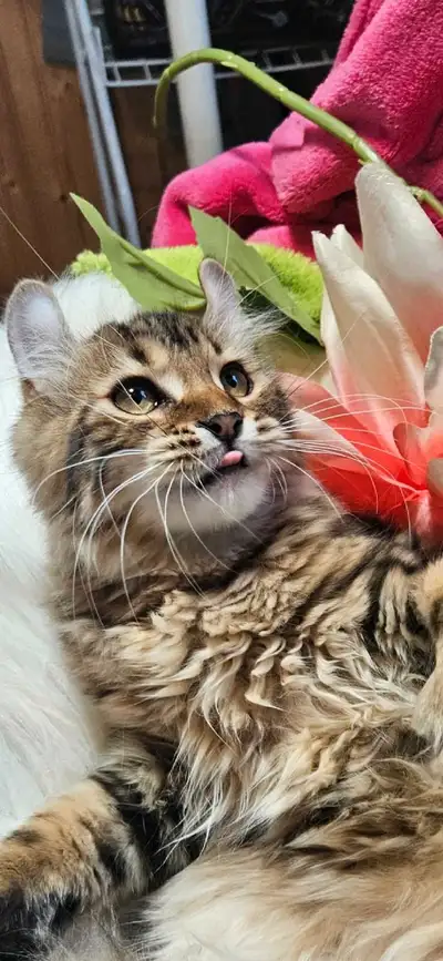 merveilleuse petite princesse highland lynx 4 big pattes, View more