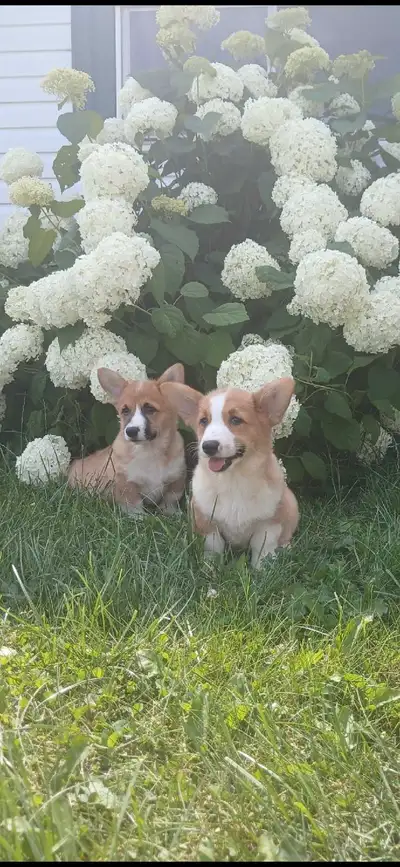 Pembroke Welsh Corgi, View more