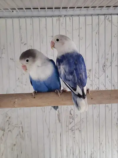 1 opaline violet Lovebird $150 each 1 fischer blue Lovebird $150 each Message for pick up location