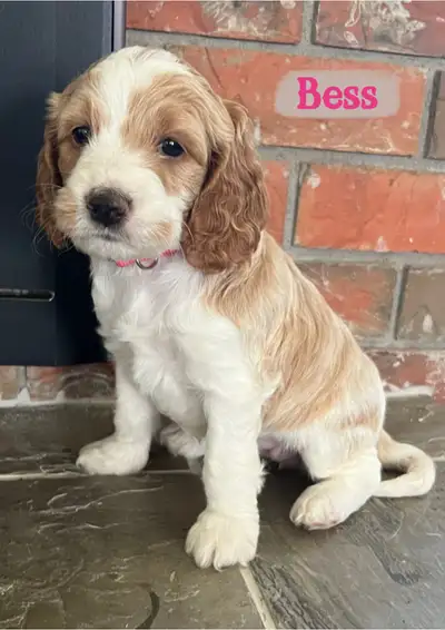 Standard Cockapoo pups! 30-40lbs fully mature!, View more