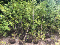 Eastern White (Swamp) Cedar Trees