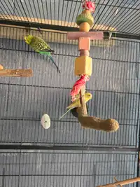 Budgies for rehoming 