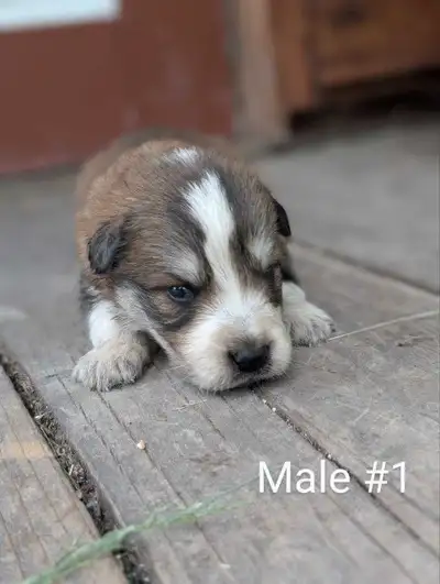 I have ten cute puppies born on mother's Day, May 11. Dad is pure bred mini Australian shepherd and...