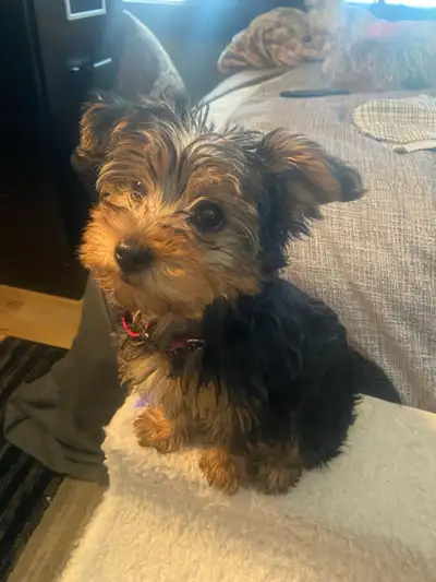 Yorkie Boy for Sale, View more