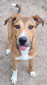 Max-1yr male black mouth cur mix