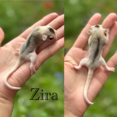 Lineaged Sugar Gliders !, View more