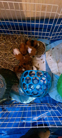 Baby guinea pigs 