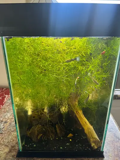 Fish tank ecosystem (all included), View more