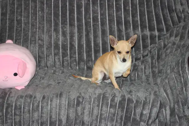 Chihuahua❤️Femelle Blonde ❤️Protection100% .Garantie. ★★★ in Dogs & Puppies for Rehoming in Laval / North Shore - Image 6