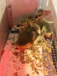 Gosling s (baby geese )