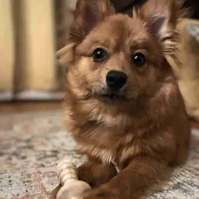 Poméranienne, View more