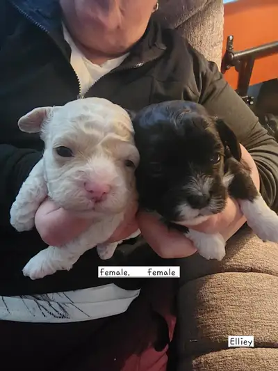 Beautiful Shih Tzu puppies looking for their forever families, View more