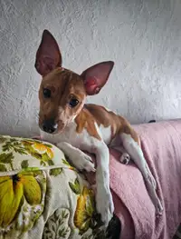 9 month old rat terrier pup