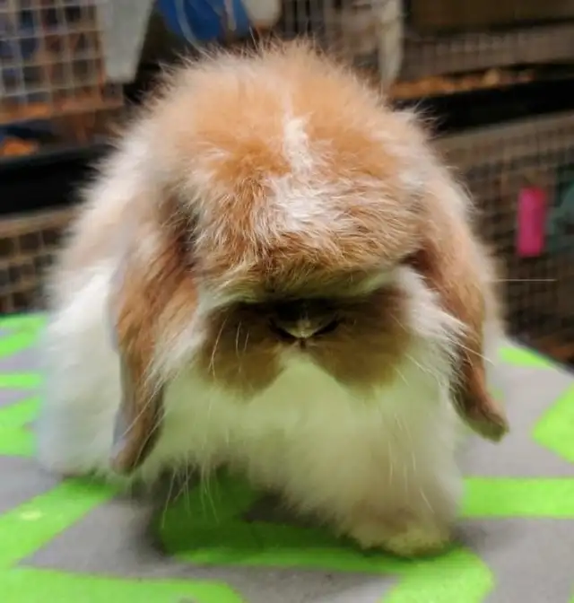 Lapin bélier Hollandais laineux * fuzzy Holland lop bunnies in Small Animals for Rehoming in City of Montréal - Image 4
