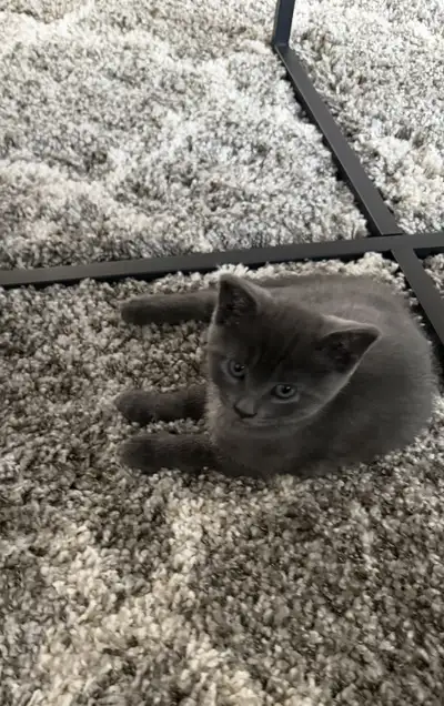 Mom & Kitten – Bonded Pair (Rehoming Together)., View more