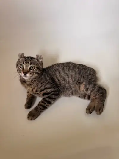 I have a 4 month old highland lynx kitten for rehoming Birthday :February 18 2025 Ad was taken down...