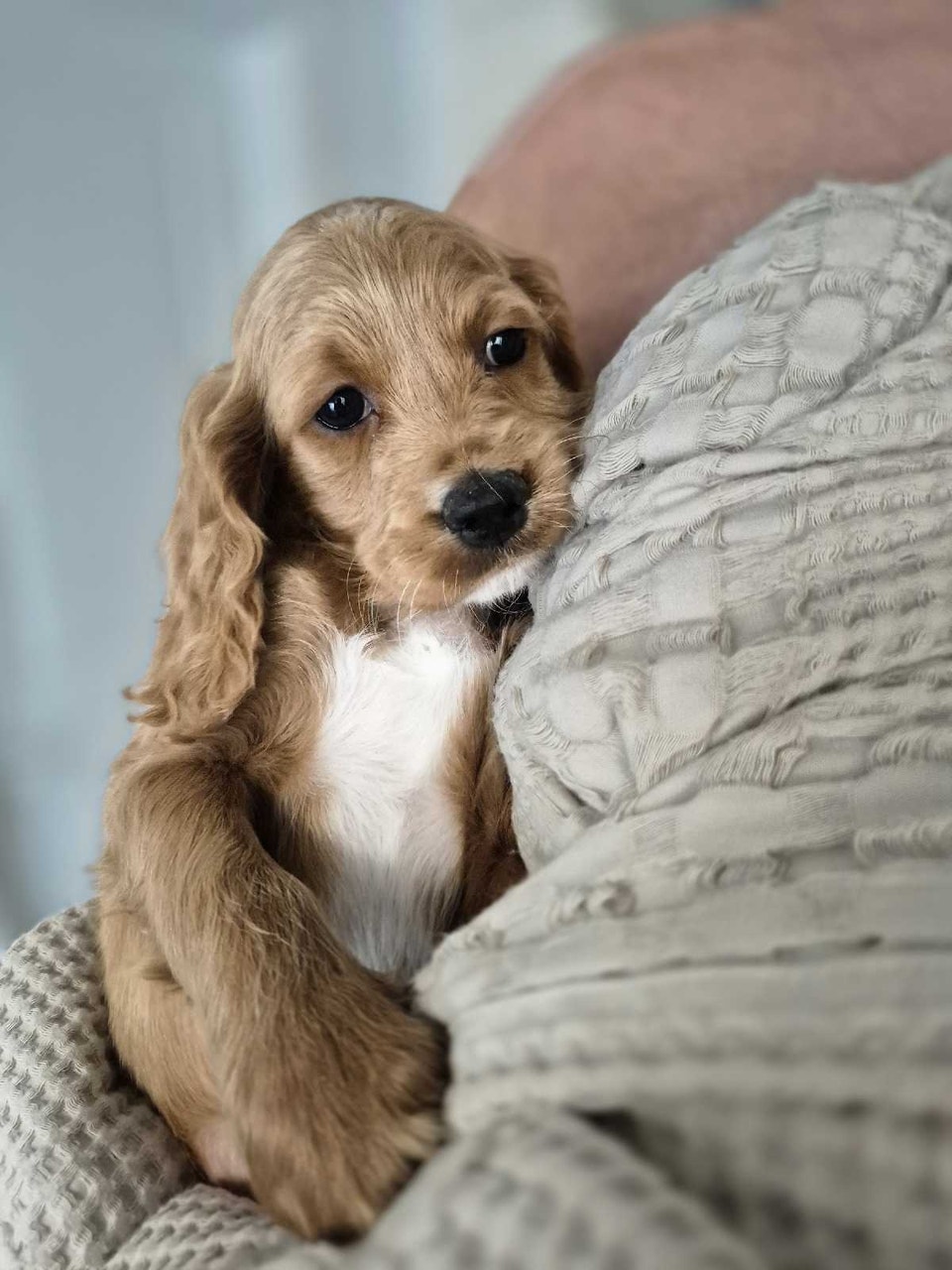 FEMALE COCKAPOO PUP READY FOR FOREVER HOME | Dogs & Puppies for ...