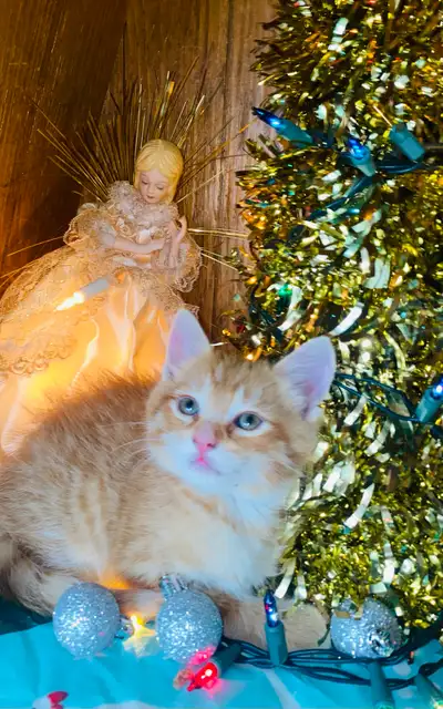 Christmas Dewormed Hypoallergenic Siberian Kittens, View more