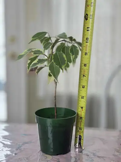 Indoor plant, View more