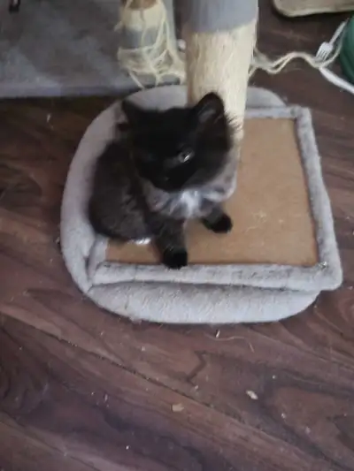 One is a Black Kitten with small white patches on chest and Back Toes Male. One is an all Grey Male....