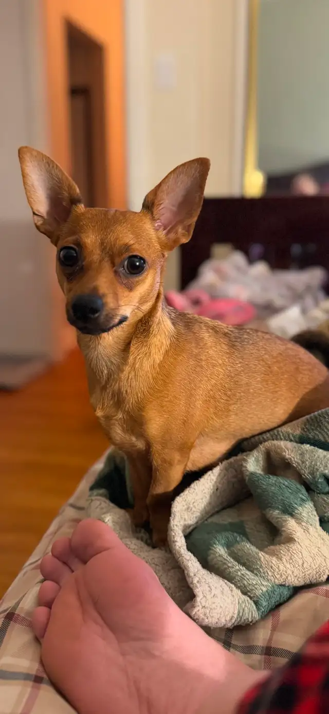 chihuahua pups dear head in Dogs & Puppies for Rehoming in Winnipeg - Image 10