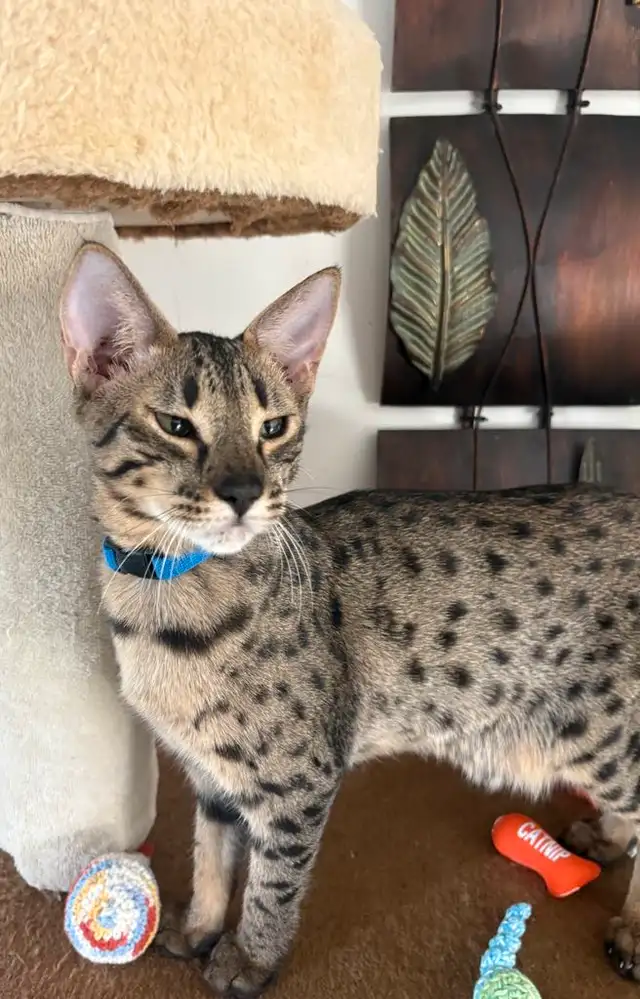 Chaton Savannah F5 mâle (c. bleu marin) in Cats & Kittens for Rehoming in Québec City - Image 10
