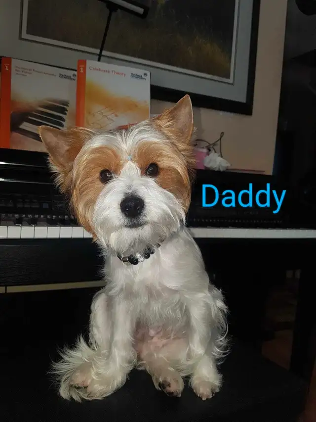 Biewer Yorkie  Terrier Puppies in Dogs & Puppies for Rehoming in Edmonton - Image 9