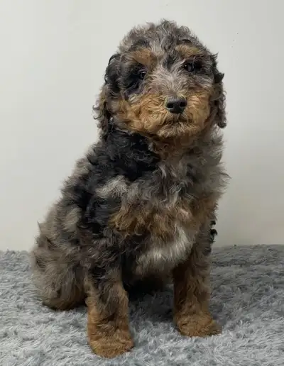 Mini Bernedoodle - Aussiedoodle - Goldendoodle, View more