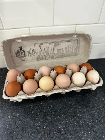 Fertilized hatching eggs , View more