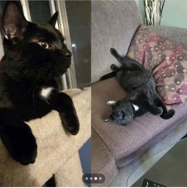 Beautiful Lost Kitty Cat--Needs to Get Home in Lost & Found in Edmonton - Image 5