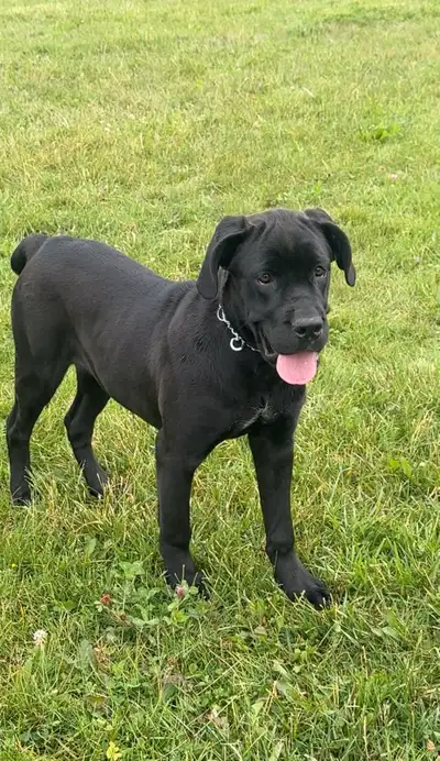 CANE CORSO PUPPY FOR SALE, View more